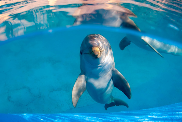 Delfine bringen Seefahrern Glück