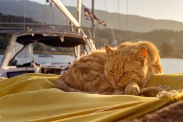 Katzen auf einem Boot sind Glücksbringer - Aberglauben der Seefahrt